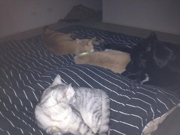 katf1982's tweet image. #fullbed #noroom #furbabies #toomuchlove