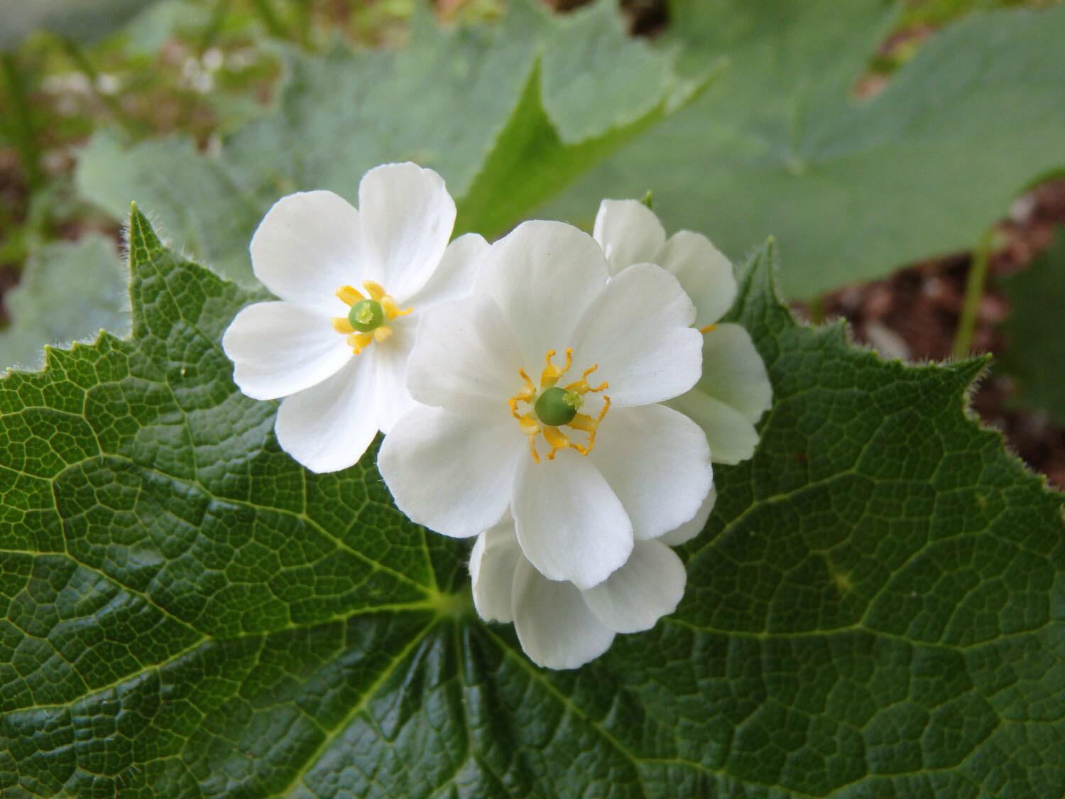 ラブネイチャーガイド サンカヨウ 山荷葉 花期５ ７月 メギ科サンヨウカ属 多年草 春早く他の草木が茂る前に葉を展開し茎が直立し葉を傘のように広げる 高さ50cm位花は径2cm程でかわいらしく少し香りがある 分布 本州鳥取県大山以北