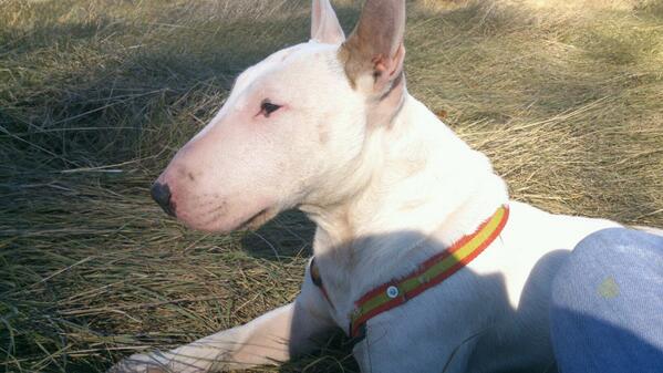 Saandoo12's tweet photo. Precioso, verdad? #Nofre #MiGordanchon http://t.co/AEyjmRNRIA