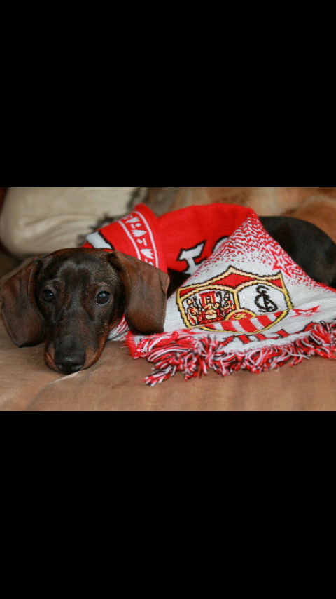 LauradeAndres_'s tweet photo. #vamosmisevilla http://t.co/fa506agjWZ