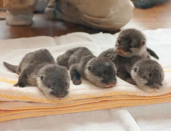 teressafdz's tweet photo. "@NaturPictures: Bebés de nutria. http://t.co/G3KVCi9b8z" @IrenePinaJijiJa  jajaja ahora cada vez qvea una me acuerdo de ti jaja