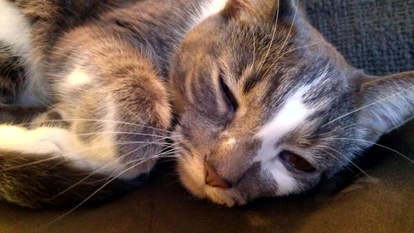 Kara Lock VanRoekel tweet media