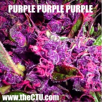 CannabisTrainU's tweet photo. Online Medical #Marijuana School! As seen in High Times Mag! Only $99! Act Fast!
http://t.co/SO3r63McpO  #weed http://t.co/ogS52Xx7s2