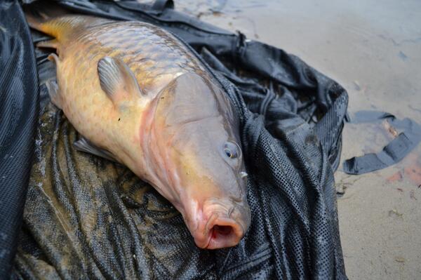 CarpTools tweet picture