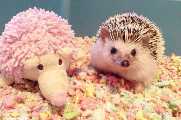 超かわいい ハリネズミ Harinezumi Pre Twitter 超かわいい ハリネズミ Harinezumi Pre Twitter