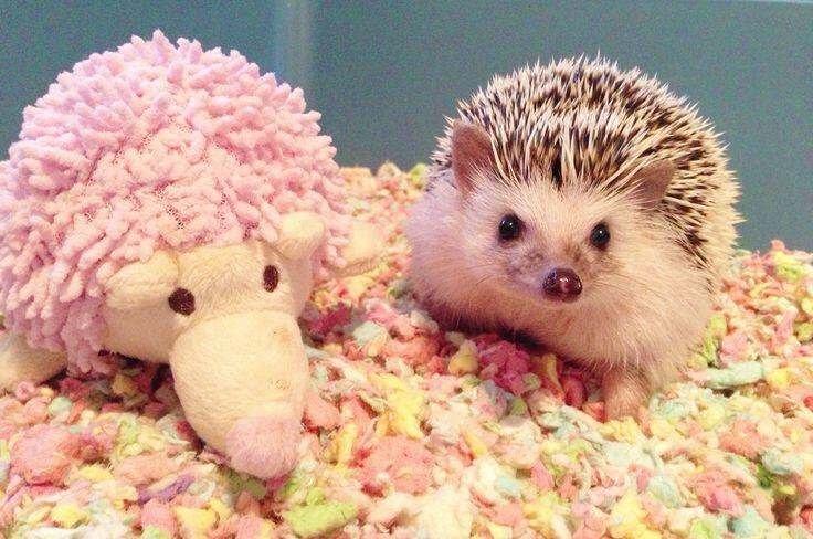 超かわいい ハリネズミ Harinezumi Pre Twitter