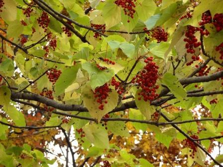 神代植物公園 ニュース 前にもイイギリの実を紹介しましたが イイギリも紅葉 落葉が進み 実 が一層 目立つようになりました 赤いブドウのような実が房なりです 葉も黄色くなり赤い実がぎっしりとついて見事です Http T Co Xjxkbke2kf