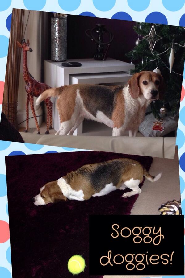 Beagle bath time... We must have been naughty to deserve this punishment :0(