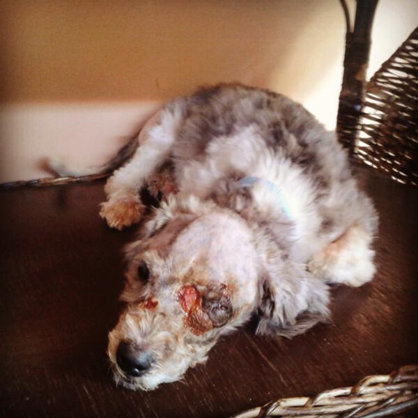 VcaProtector's tweet image. Elvis cada dia esta mejor !! Esto es gracias a ustedes,  que dan su granito de arena !!