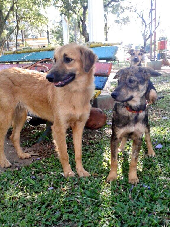 VcaProtector's tweet image. Estas 3 niñas hace mucho buscan un hogar ! Son hermosas y prometen darte todo su amor !! Adoptale ! 0981302298 .