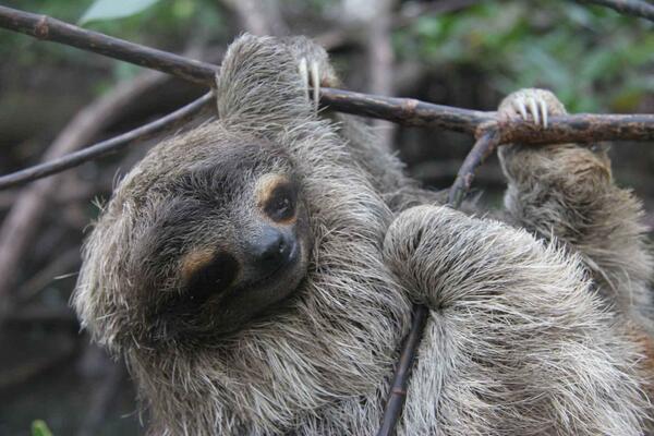 EDGEofExistence's tweet image. Great news The #Pygmysloth has been added to @citesconvention Appendix II cites.org/eng/notif/2013… (via @david_curnick)