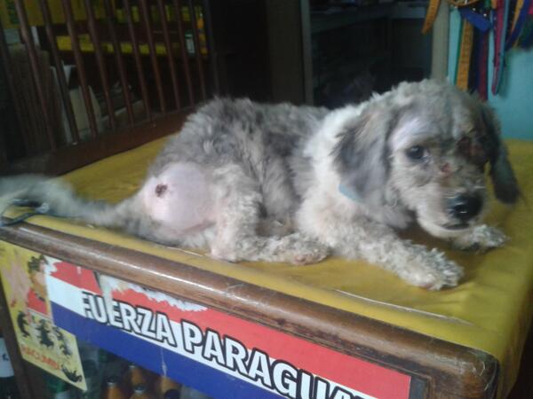 VcaProtector's tweet image. El jueves le operan a elvis del ojo . Nos ayudan a cubrir los gastos ? 0982537293 para Giros Tigos. GRACIAS ♥