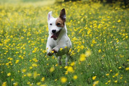 JackRussellluv's tweet photo. Jack Russell's love life #Jackrussell http://t.co/YXEK3VG6c3