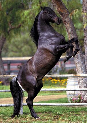 HorsesFact's tweet photo. #Wistjedat : Paarden stijgeren woede , nijd of speling, doe je handen na voren en drijf je paard vooruit. #HFact http://t.co/aa38L1n2V2