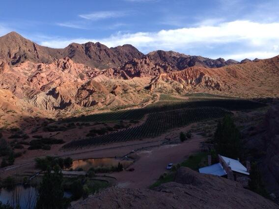 EstanciaUspa's tweet image. Atardecer en el viñedo de #Uspallata