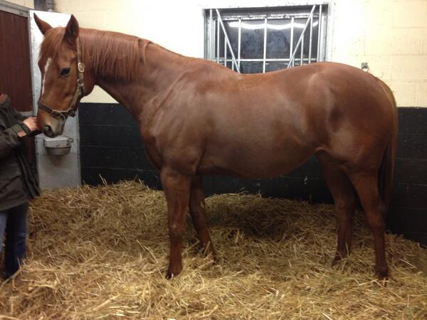 Lot 1533 the gorgeous #dancingrain @tatts1766