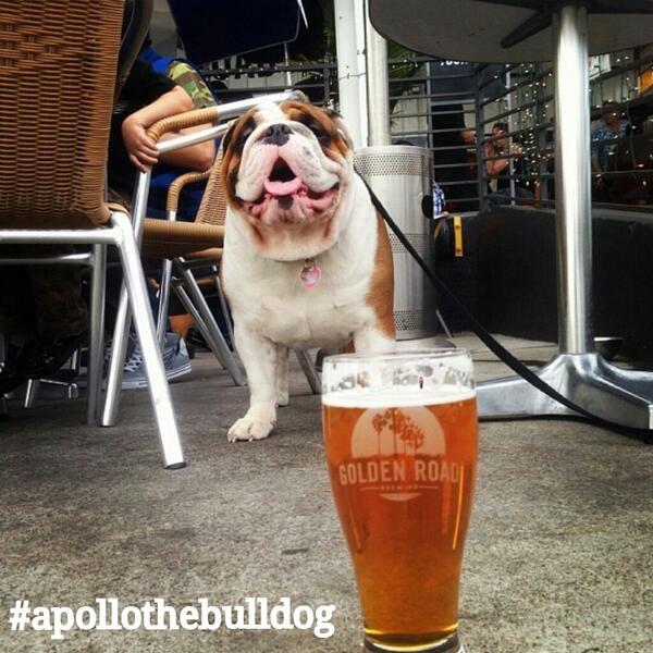 Hey! @goldenroadpub is open for lunch now w/ Doggy Deck! #ApollotheBulldog paid us a visit just last week! #craftbeer