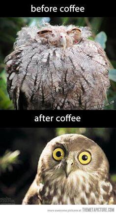 IncreibleAnimal's tweet photo. Antes y después del café http://t.co/zozJJTKQ0z