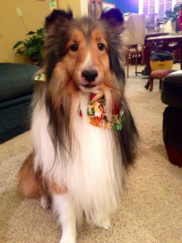 kittyccampbell's tweet image. This handsome boy got his hair done today 😊 #lookingdapper