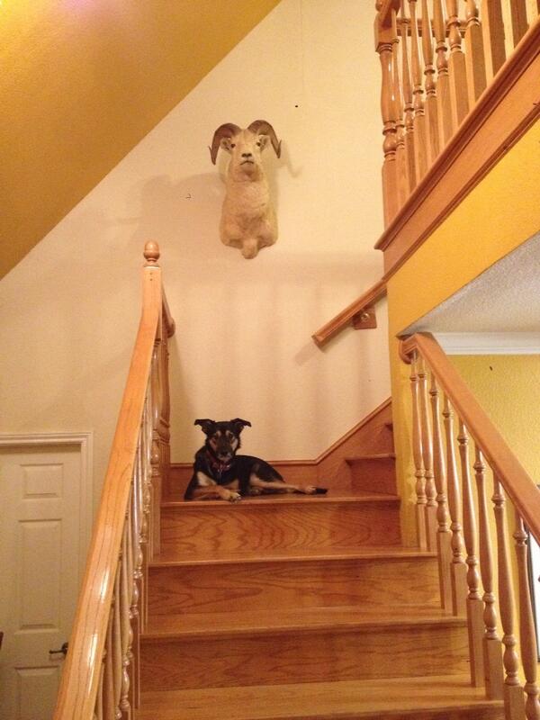 bentleythemutt's tweet photo. This is what I call a sheep date!! Get it?? http://t.co/xPpX23OwFG