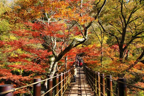 茨城県高萩市 公式 Twitter ನಲ ಲ 花貫渓谷の紅葉が見頃を迎えています 花貫渓谷の汐見滝吊り橋周辺では紅葉が見頃を迎えています O 今週末は 高萩市復興産業祭 萩の茶屋 汐見滝吊り橋 など盛りだくさん 秋の高萩を楽しみに是非お越し