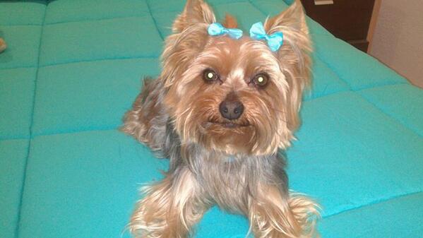victelx's tweet photo. Mi pequeñin http://t.co/90eXYHZAGM
