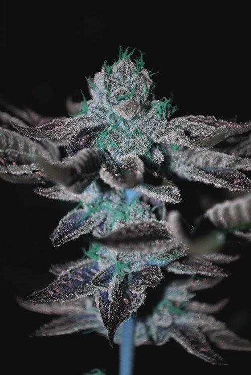 AutoflowerCente tweet picture