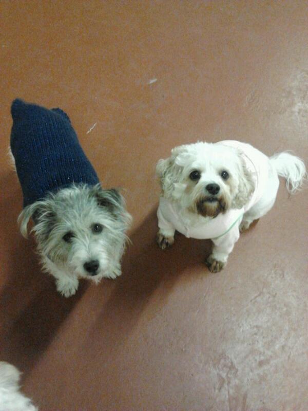 Paws_to_Play's tweet photo. Maggie &amp; Tilly have their jumpers on ready for a walk. 
#newcastle #dogfriendly #petbizuk http://t.co/ksBDx3u3JF
