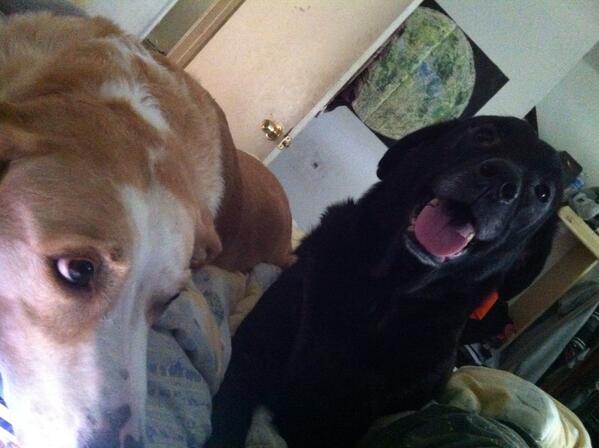 ChaoticHarmony0's tweet image. Cute doggehs.