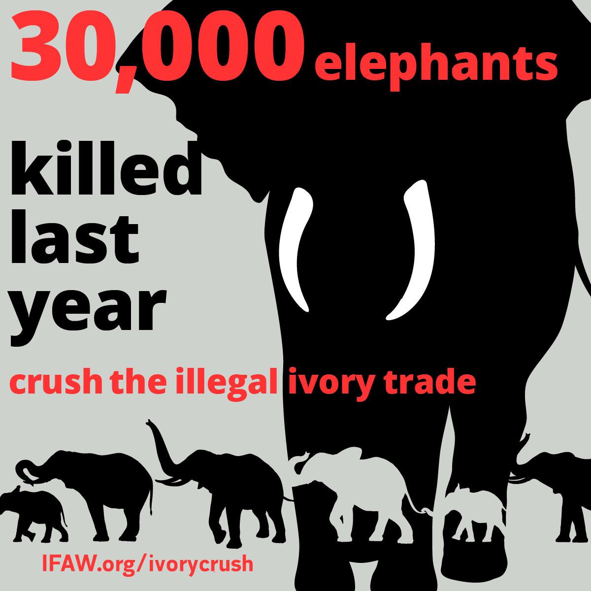 ifaw on Twitter "30,000 elephants killed last year, help us crush the