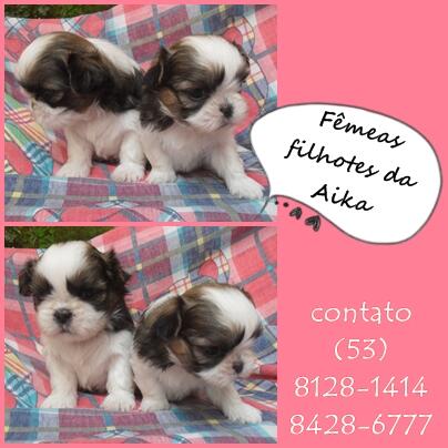 classipel's tweet image. Shih-tzu - classipel.com/shih-tzu-2/