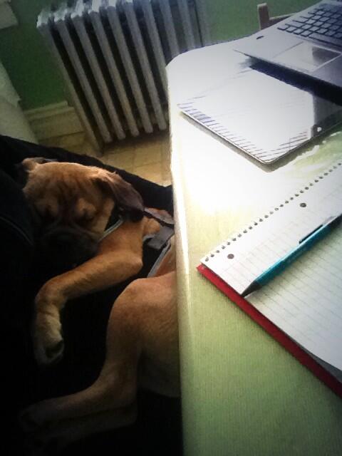 stephkts's tweet image. Trying to write a paper while this lil nigga snores on me 🐶#6down #2togo