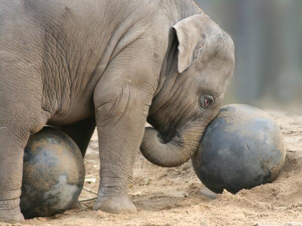 SundayBrunchC4's tweet image. How's about 100 retweets for a baby elephant playing with a ball? (sometimes we're more shameless than Sunday Brunch)