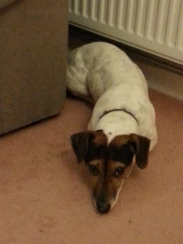 BorderlandCally's tweet image. Think someone likes the warmth. Put heating on, he goes and lays by it #notdaft