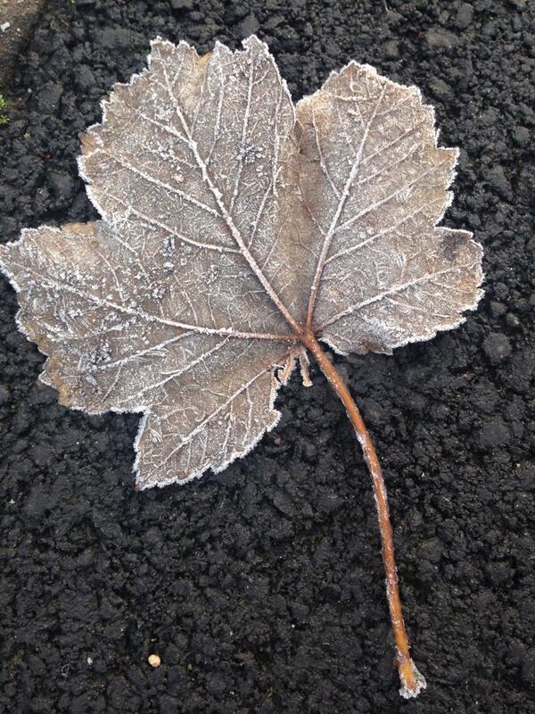 Frosty mornings are here #frost  #winteriscoming
