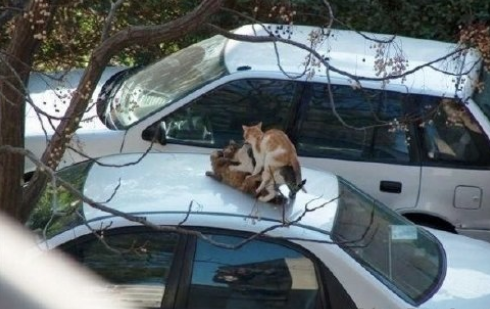 vitosx's tweet photo. "Mira mamá!!!! un gato de 3 pisos!!!" http://t.co/9PCxkkJJPh