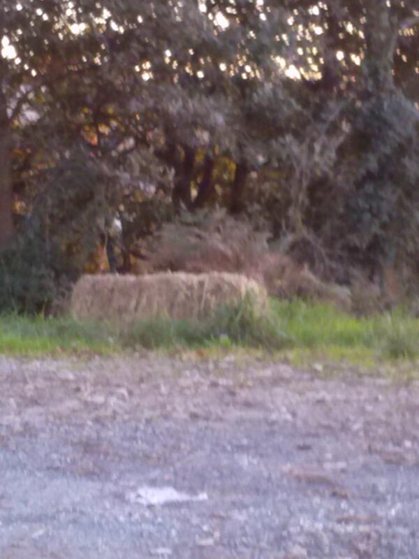 AdrianaDevesa1's tweet photo. Ai paca @Diolopaje @vitiHBD @Albabichu @Oscardacal @BASCOYAMIGO http://t.co/jOuiR2vrFG