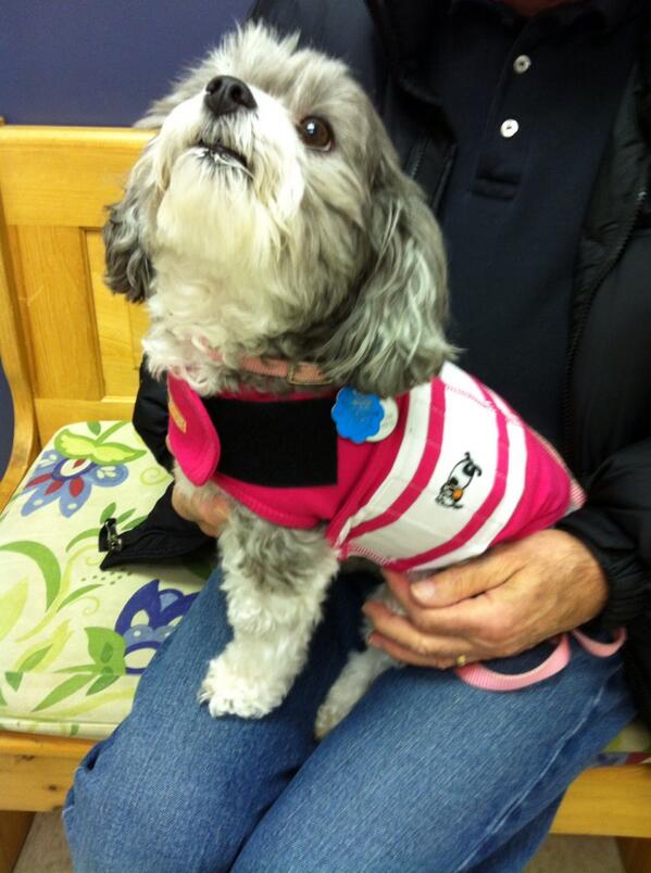 All Creatures Animal tweet media