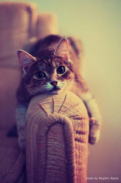 firsssovvva's tweet image. Отправляюсь в Церковь Прославления #часмолитвы:-)встретимся там)а всем кто еще спит...котэ для позитива #доброеутра