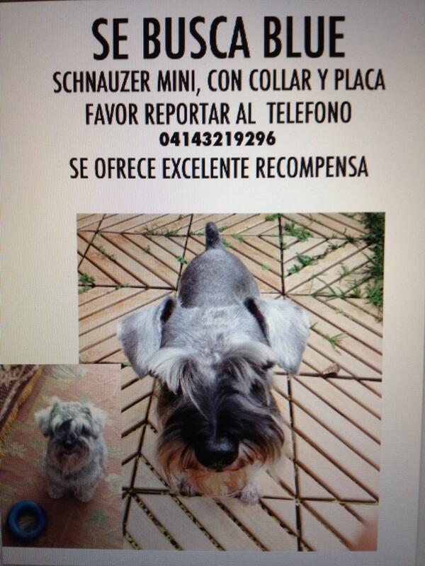 Ayudemos a Rayma RT <a href="/raymacaricatura/">Rayma</a>: Estamos esperando llamada para recuperar a ntro perro perdido Blue.