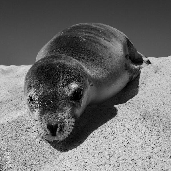 natwick_co's tweet photo. Inspired by Max Dupain #sunbaker, this seal pup basks in the #galapagos sun. See more #Animals http://t.co/EEiqPvwIDr http://t.co/rz2iXzr4xJ