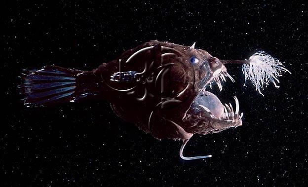 Depth Fish Bioluminescent Anglerfish Deep Sea Angler Fish Bioluminescence Hi Res