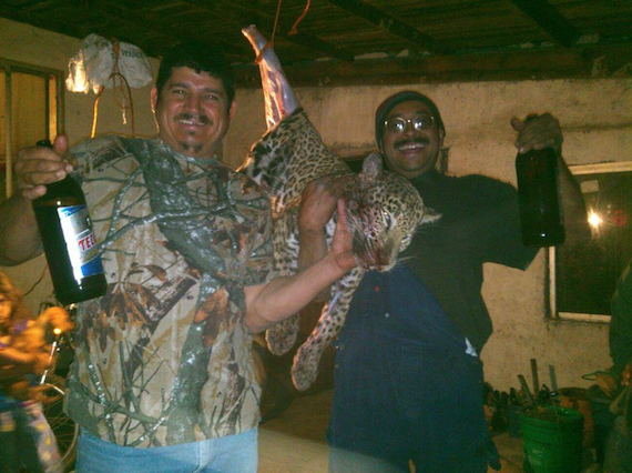 ShoshumGirl's tweet photo. #JusticiaParaJaguarNL ahi veo 2 animales y un jaguar sin vida u.u que tristeza y que coraje @Alex_MaldonadoS http://t.co/jEjAme2MkP
