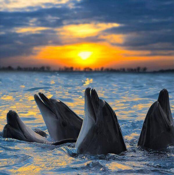 Dolphins playing in the sunset, Australia