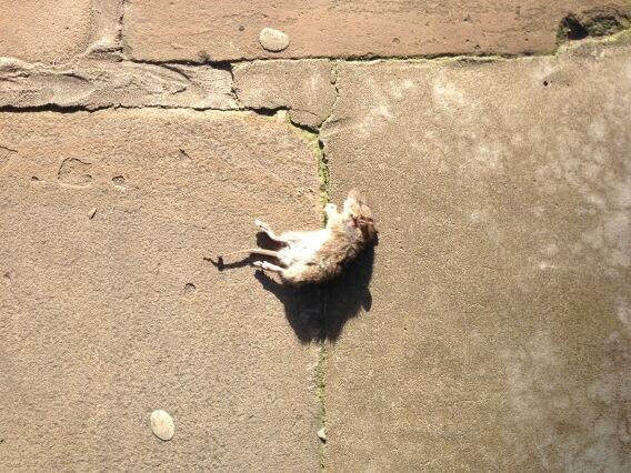khabimirza's tweet photo. #deadmaus http://t.co/zxQ3EoG5ol