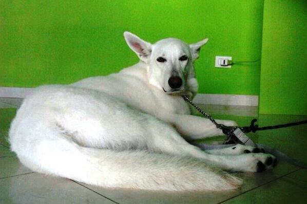 Faso Express tweet media