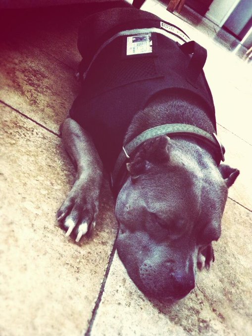 Jezebelle is now a service dog! She passed! http://t.co/lYUI2CuAcL<a href="/tag/breastcancerawareness"class="tags"><span>#breastcancerawareness</span></a>