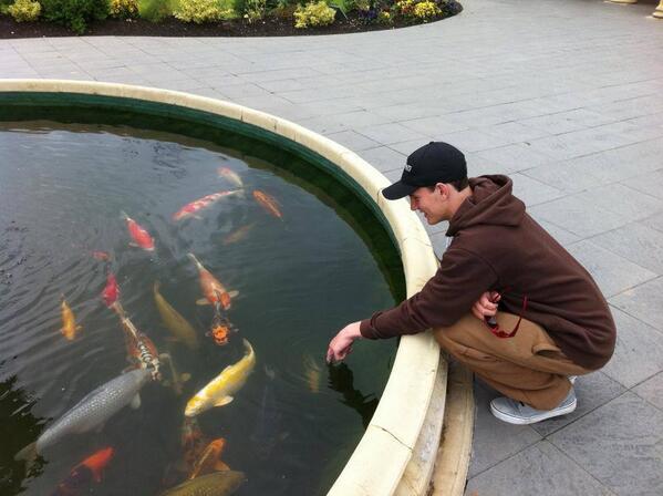 Just been sent of a nice picture of my Koi that were stolen last week!!! Re-tweet if your an angler please.