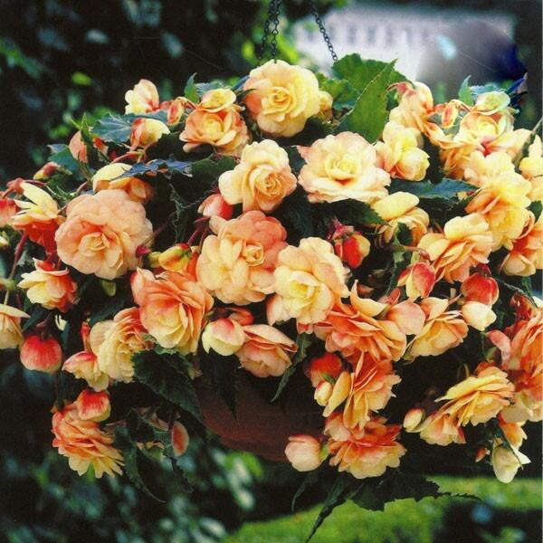bunch_flowers's tweet photo. 123. https://t.co/9mQokoDr1r