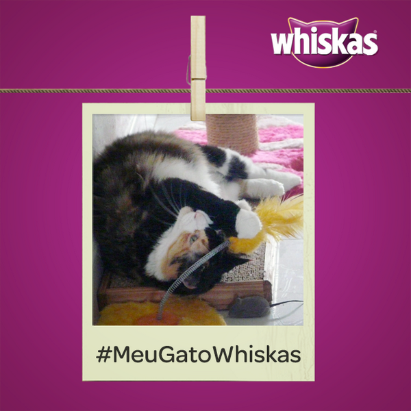 WHISKAS® (@whiskas_br) / Posts / X